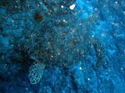 Plongée avec nos voisines les tortues 31/07/2013