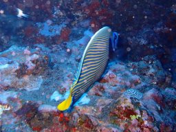 Plongée avec nos voisines les tortues