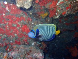 Plongée avec nos voisines les tortues