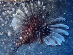 Plongée avec nos voisines les tortues