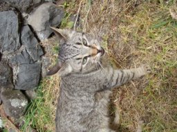 2jours de randonnée au coeur de la Réunion