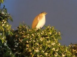 Australie : Melbourne