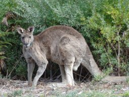 Australie : Melbourne