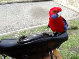 Australie : Melbourne