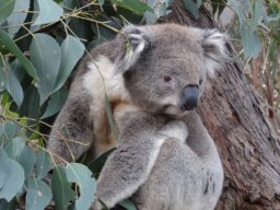 Australie : Melbourne