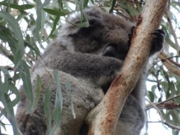 Australie : Melbourne