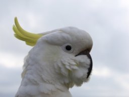 Australie : Melbourne